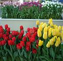 Tulips at MIFGS